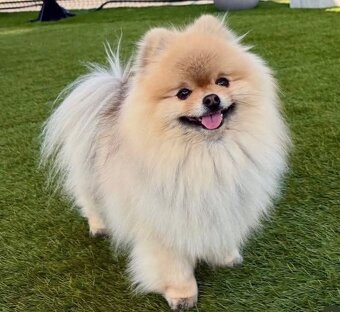 Pomeranian mini Boo - 11