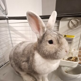 Domáci bytový králik - 11
