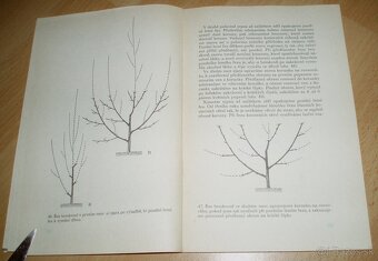 ez ovoných dřevin - 11