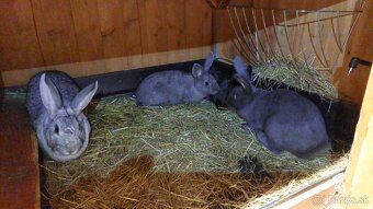 Králiky do chovu - 11