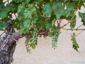 Starý vinič v kvetináči - 11