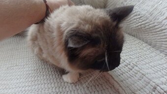 mačiatka ragdoll,radgoll,predané,na predaj len dospelé mačky - 11