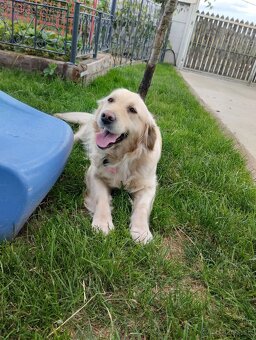 Zlatý retriever - 11