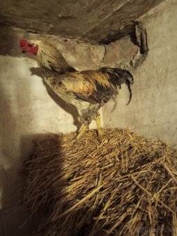 Mám na predaj kohúty Araucany. - 11