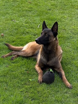 Belgicky ovčiak malinois - 11