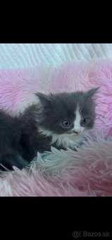 Ragdoll s britským bicolor mačiatka - 11