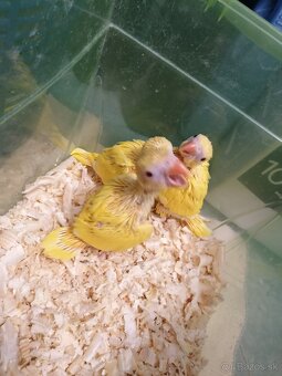 Alexander malý - 11