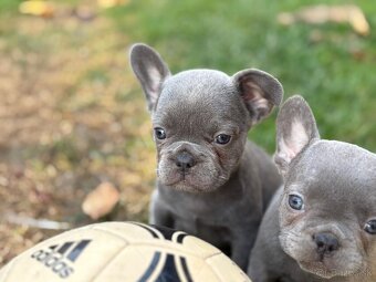 Francúzsky buldoček - 11