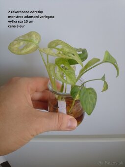 rastliny predaj - 11
