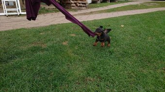 Jazvečik trpasličí hladkosrsty králičí psík - 11