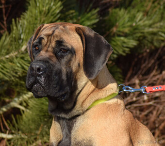 BOERBOEL BALLOTADA -2 FENY-10 MĚSÍCŮ-garance DKK,DLK,OCD - 11