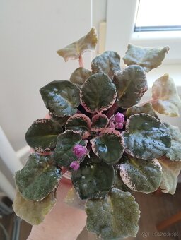 Panašovanu africká fialka (Saintpaulia variegata) - 11