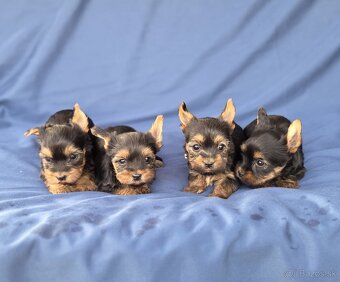 Yorkshirsky terier - 11