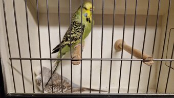 Vystavne Andulky - 11