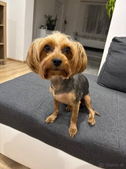 Yorkshirsky terrier, yorkie, york - 11