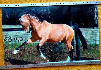 NHL kartičky, tapety koňov,... - 11