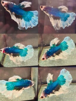 Betta Splendens - Bojovnica Pestrá. - 11