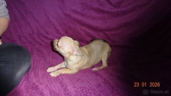 čivava krátkosrstá - 11