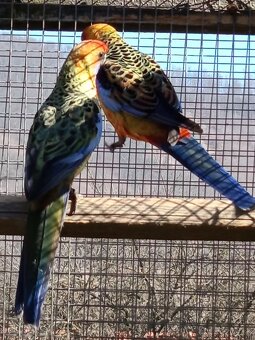 Rozely Adelaidské - 11