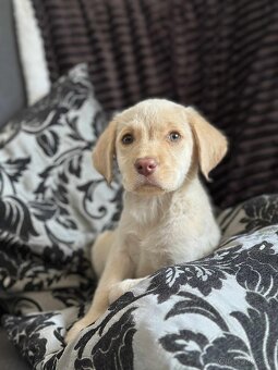Šteniatka labrador a biely chlapec IHNEĎ - 11