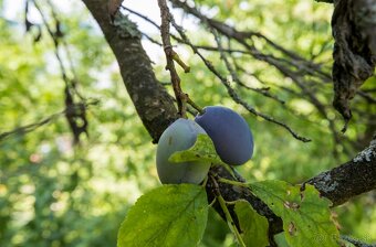 EXKLUZÍVNE : NA PREDAJ SLNEČNÁ ZÁHRADA NA SUCHOM VRCHU - 11