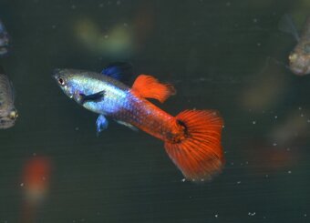 Spoločenské rybky dovoz 9.11 RK-BB - 11