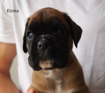 Nemecký boxer šteniatka - 11