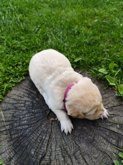 Zlatý retriever šteniatka - 11