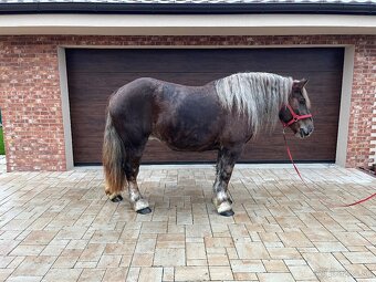 BRETÓNSKA KOBYLA - 11