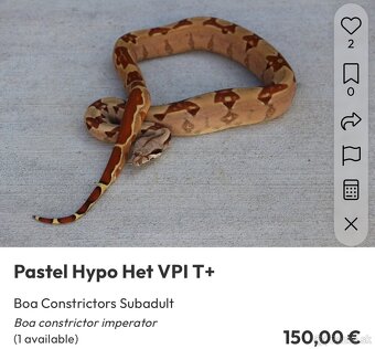 Veľhad kráľovský/ Boa constrictor - 11