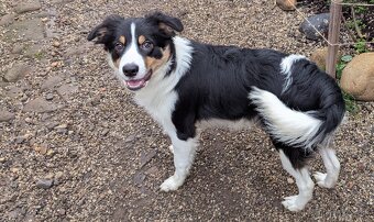 Border kolia tricolor - 11