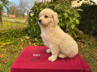 Slovenský čuvač - 11