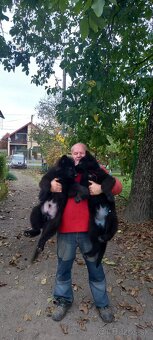 Nemecký ovčiak šteniatka - 11