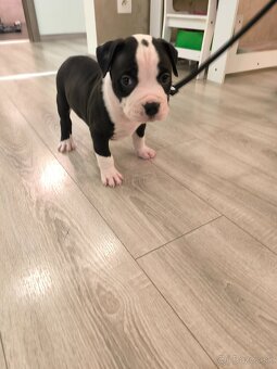 American bully XL - 11
