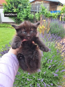 Mačiatka po polonórskej mačke - 11