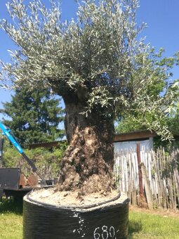 Olivovník bonsai - 11