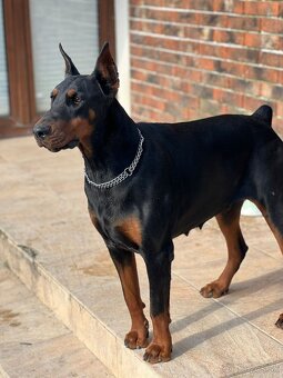 Šteňatá Doberman - 11