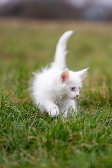 Mačiatka maine coon - 11