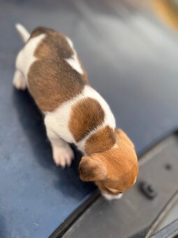 Jack Russel Terrier čistokrvné šteniatka - 11