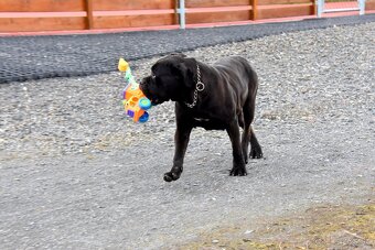 Cane Corso štěňátka s FCI PP - 11