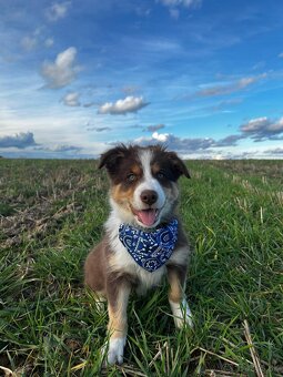 Border kólia - hnedo biely pes s pálením - 11