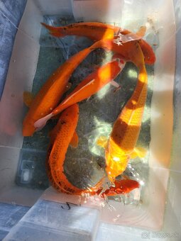 Koi kapre koi kapor zàvojantka cìnska karase - 11