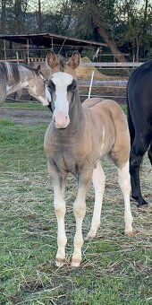 Zrebcek Aph   Buckskin overo/sabino - 11