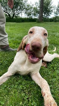 Taliansky stavač - 11