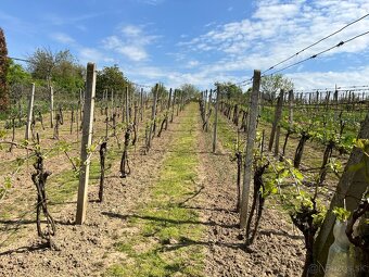 PREDAJ - Viničný dom s vinicou, Staré Predné Levice - 11