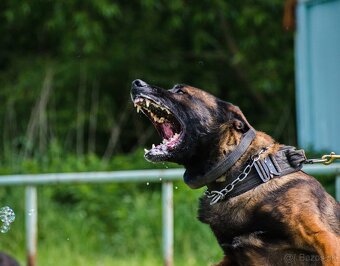 Belgický ovčiak Malinois s PP - 11