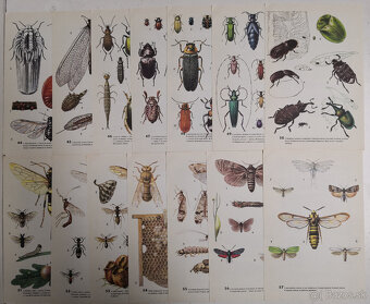 Atlas bezobratlých - 11