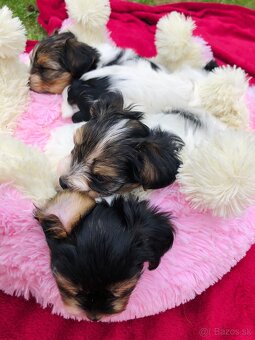 Predám Yorkshire Biwer Terrier - 11