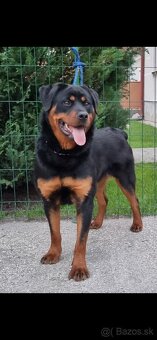 Rotvajler,rotveiler,rotvailer,rotwailer,rotweiler na predaj. - 11