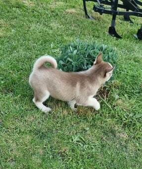 Šteniatka Sibirsky Husky - 11